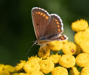vlinders-3