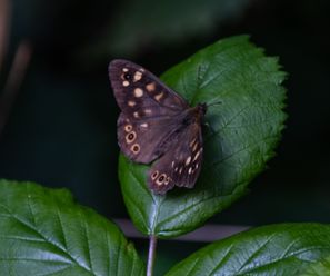 vlindersKuurne-21